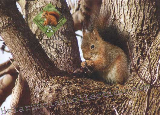 Red squirrel (Sciurus vulgaris)